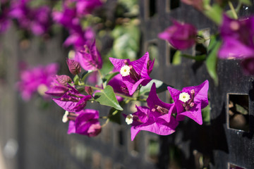bougainvillea flowers a climbing plant with purple leaves