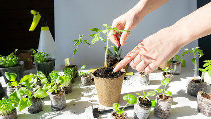 A bright photo of the process of transplanting young vegetable seedlings of tomatoes into peat pots...