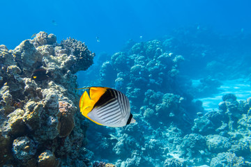 Butterfly Fish Near Coral Reef In The Ocean, Side View. Threadfin Butterflyfish With Black, Yellow And White Stripes. Colorful Tropical Fish In The Red Sea, Egypt. Blue Turquoise Water, Underwater.