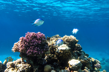 Tropical Fish In The Ocean. Beautiful Silver Moonfish (Moony, Monodactylidae) In The Red Sea Near Coral Reef. Purple Hard Corals, Underwater Diversity. Indo-Pacific Water, Diving Photo.