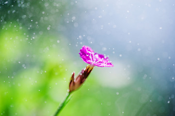 closeup  violet flower    and morning dew. picture with soft focus.  easter background.