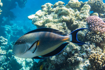 Naklejka na ściany i meble Tropical Fish In The Ocean Near Coral Reef. Sohal Surgeonfish (Acanthurus Sohal) With Black Fins, Yellow And Blue Stripes In The Red Sea, Egypt. Side View, Close Up. Underwater Shoot.