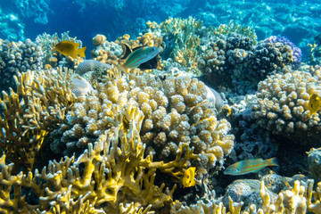 Colorful Thalassoma Pavo And Bright Yellow Tropical Fishes In The Coral Reef In The Ocean, Red Sea....