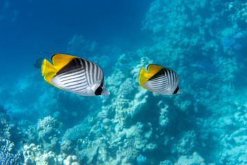 Naklejka na ściany i meble Butterfly Fish Near Coral Reef In The Ocean, Side View. Threadfin Butterflyfish With Black, Yellow And White Stripes. Colorful Tropical Fish In The Red Sea, Egypt. Blue Turquoise Water, Underwater.