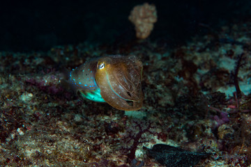 Tropical Reef Cuttlefish (Sepia sp.)