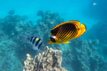 Fototapeta na wymiar Raccoon Butterflyfish And Scissortail Sergeant Fish. Colorful Beauty Stripped Saltwater Fish In The Sea Near Coral Reef, Red Sea, Egypt. Indo-Pacific Tropical Fish In The Ocean.