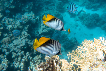 Naklejka na ściany i meble Butterfly Fish Near Coral Reef In The Ocean. Threadfin Butterflyfish With Black, Yellow And White Stripes. Colorful Tropical Fish In The Red Sea, Egypt. Blue Turquoise Water, Underwater Diversity.