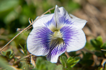 Violet bloom in grass