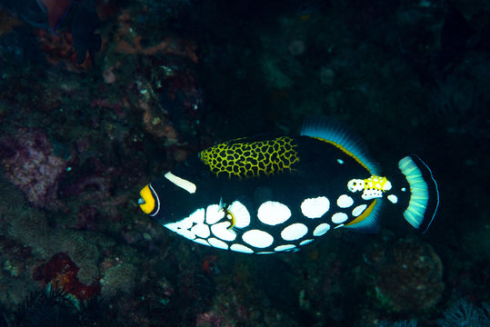 Clown Triggerfish Balistoides Conspicillum