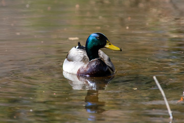 Obraz premium Duck swimming on a pond