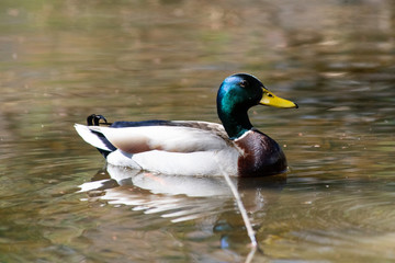 Duck swimming on a pond