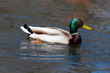 Duck swimming on a pond