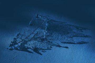 Autumn. Skelettierung sheet and its delicate shadow. Blue toned	