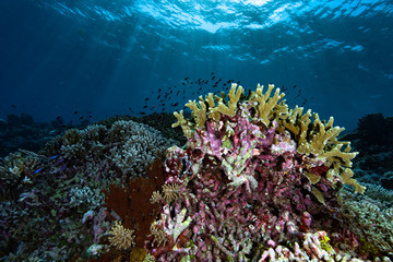 Naklejka na ściany i meble Underwater Landscape Tropical Coral Reef Tubbataha