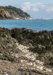 Fototapeta na wymiar Coast with oyster shells in Cancale. Brittany, France,