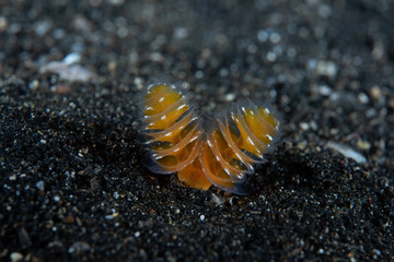 Phoronid Worm (Phoronopsis californica)