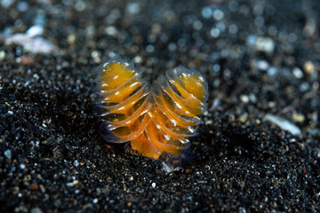 Phoronid Worm (Phoronopsis californica)