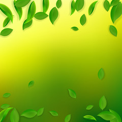 Falling green leaves. Fresh tea chaotic leaves fly