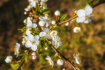 Cherry blossom tree branch of white blooming flowers as spring floral botanical illustration       