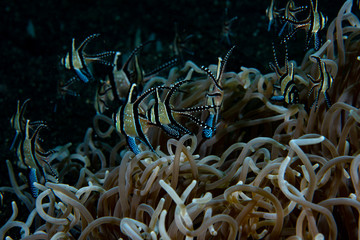 Banggai Cardinalfish (Pterapogon kauderni)