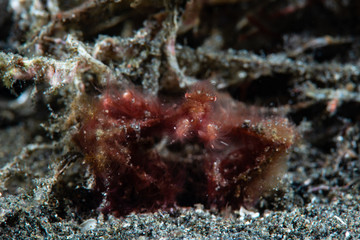 Orangutan crab (Achaeus japonicus)