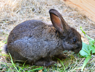Rabbit on the farm