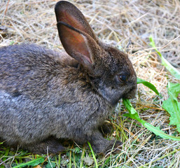 Rabbit on the farm
