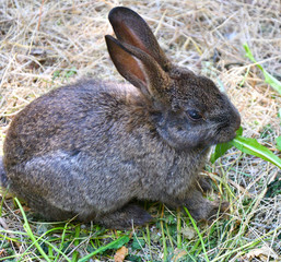 Rabbit on the farm