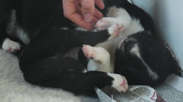 Newborn border collie puppy sleeping and being tickled and stroked