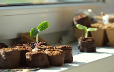 young zucchini plants growing on a seedling pellet on a window board