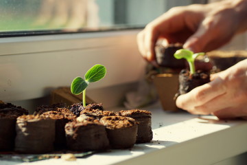 close up of a young zucchini plant growing on a seedling pellet on a window board