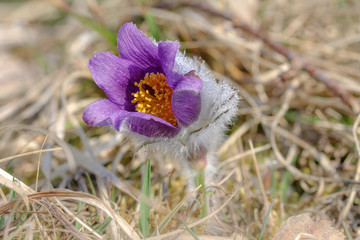 Wildblume: Eine Küchenschelle / Kuhschelle (lat.: Pulsatilla) in der Blütezeit im Frühling