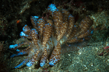 Solar powered nudi Phyllodesmium longicirrum