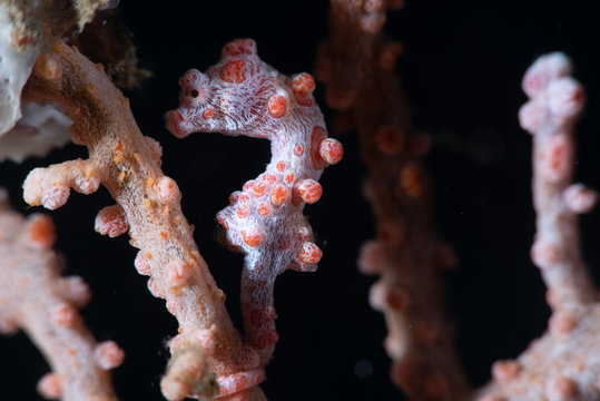 Bargibanti Pygmy Seahorse (Hippocampus Bargibanti)