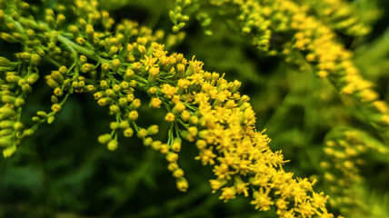 Yellow blooming branches in garden as spring summer background backdrop                               