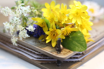 Spring wild flowers 