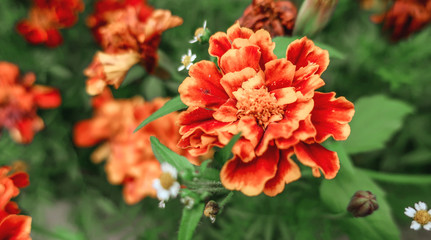 Tagetes patula marigold red blooming flowers in summer garden          