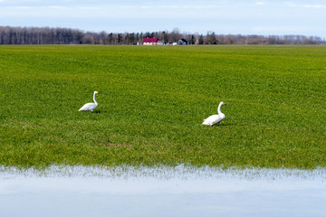 Fototapeta na wymiar Whooper swan (Cygnus cygnus), Whooper swan feeding and resting on green flooded meadows near rural houses