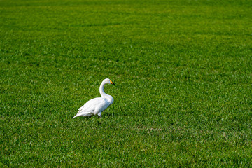 Whooper swan (Cygnus cygnus), Whooper swan feeding and resting on green meadow
