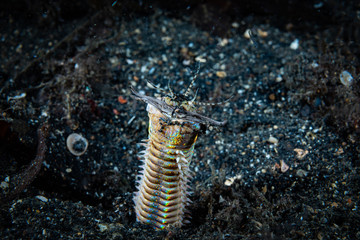 Bobbit Worm Eunice aphroditois.