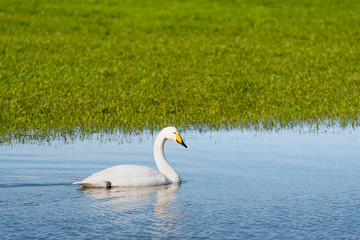Whooper swan (Cygnus cygnus), Whooper swan feeding and resting on green flooded meadows near rural houses