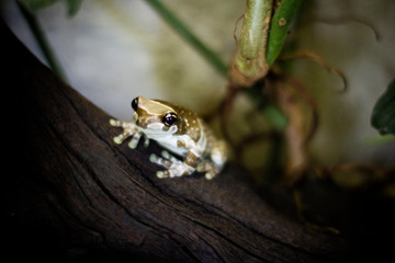 Frosch