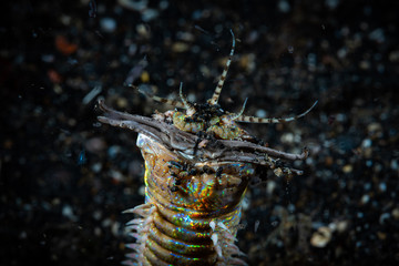 Bobbit Worm Eunice aphroditois.