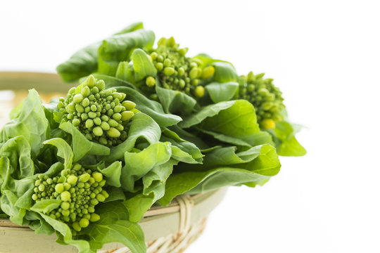 食用菜の花 Photos Royalty Free Images Graphics Vectors Videos Adobe Stock 食用菜の花 Photos Royalty Free Images Graphics Vectors Videos Adobe Stock