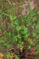 Aethusa cynapium