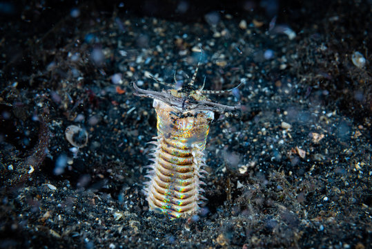 Bobbit Worm Eunice Aphroditois.