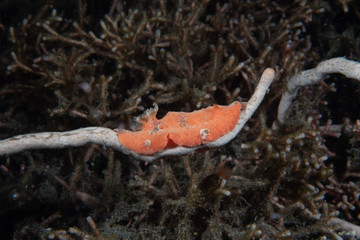 Nudibranch (Sclerodoris sp.)