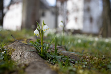 Fruehling blühen Märzenbecher Natur erwachen Sonne