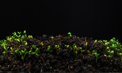 Growing from the soil seeds of clover on black background
