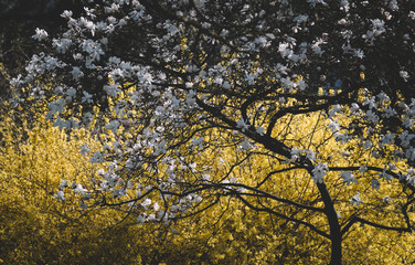 tree with white and yellow flowers 